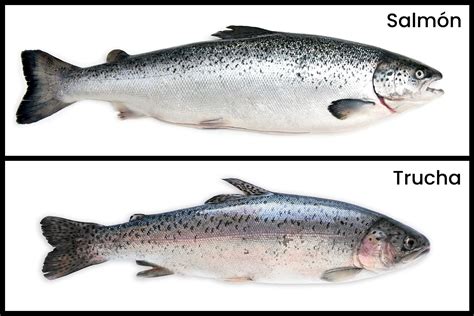 Esquema de las especies de salmón