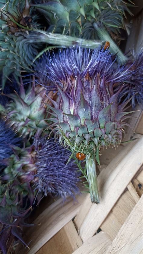 Flor de cardo <em>Cynara cardunculus</em> utilizada en la elaboración del cuajo