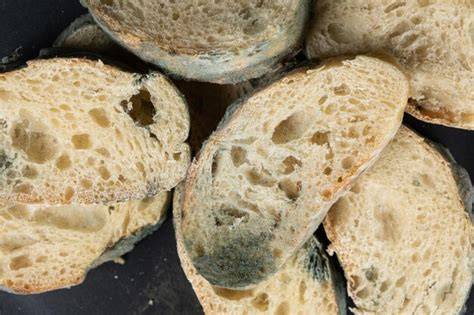 Primer plano del moho natural en la corteza de la Torta del Casar