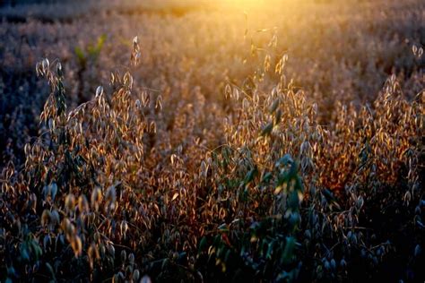 Campo de avena al amanecer
