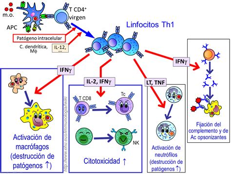Diagrama del sistema inmune y la acción de los linfocitos T y macrófagos