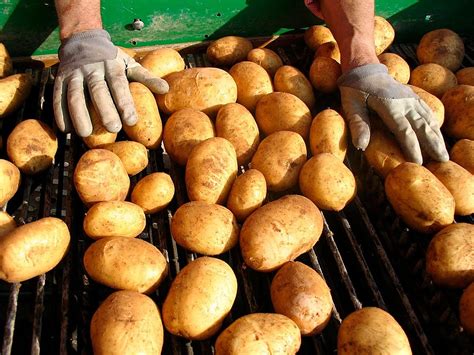 Patatas recién recolectadas