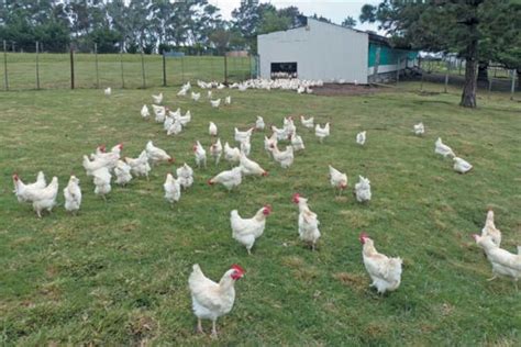 Campo abierto con pollos de corral pastando libremente