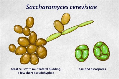 Células de levadura Saccharomyces cerevisiae