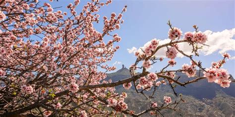 Almendros en flor en el pueblo de Tejeda