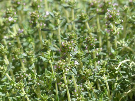 Planta de tomillo silvestre en el campo