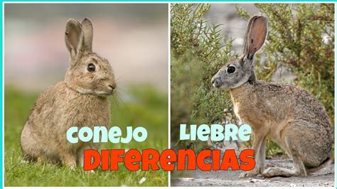 Diferencias entre conejo de monte y conejo de granja