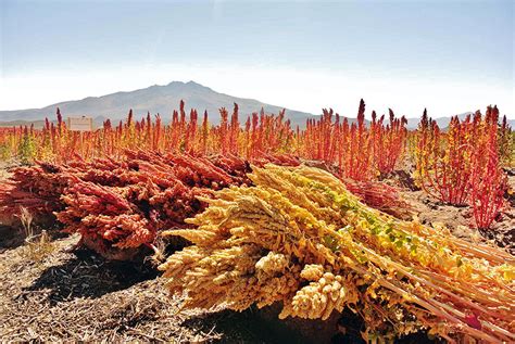 Campo de cultivo de quinoa en los Andes