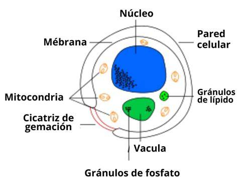 Diagrama del proceso de autolisis celular de levadura