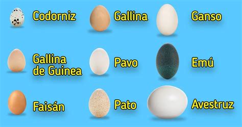 Comparación de diferentes tipos de huevos (gallina, codorniz, oca, perdiz)