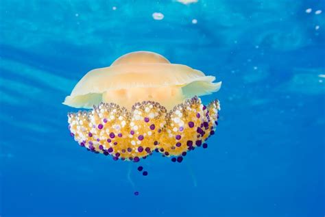 Medusa Cotylorhiza tuberculata nadando en el mar