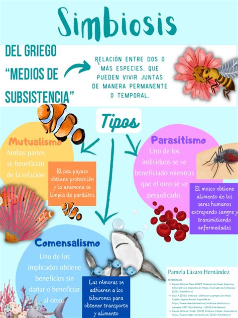 Esquema de la alimentación simbiótica de la medusa
