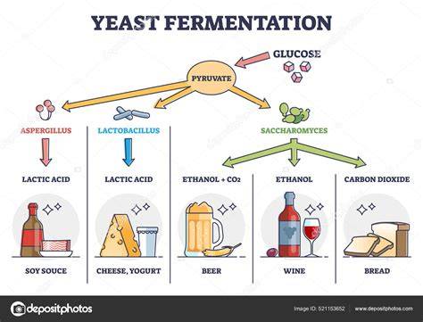Diagrama del proceso de fermentación del pan