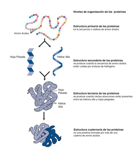 Esquema de las proteínas del trigo y la malla gluténica