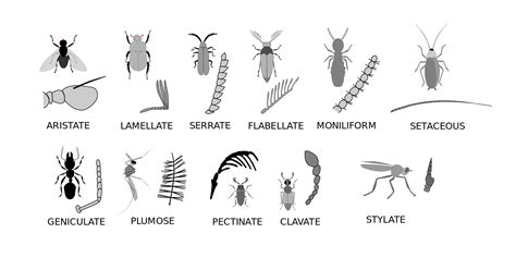 Antenas de insectos