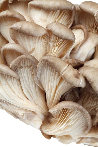 Setas de ostra frescas