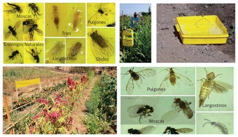 Trampas amarillas para insectos en plantas de interior