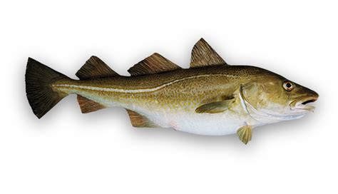 Sello de autenticidad del bacalao Skrei