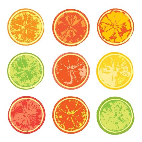 Ilustración de diferentes tipos de cítricos