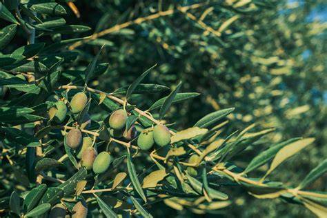 Aceitunas verdes y maduras