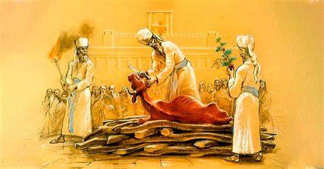 Productos relacionados con el sacrificio de animales