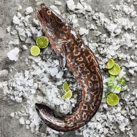 Congrio fresco en una pescadería