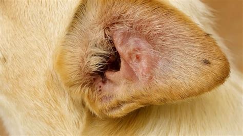 Drenaje de otohematoma