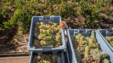 Viñedos de uvas blancas listos para la vendimia