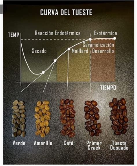Proceso de tueste del pan y formación de acrilamida