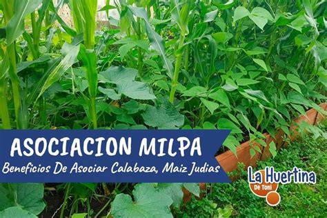 Asociación de maíz, judías y calabazas