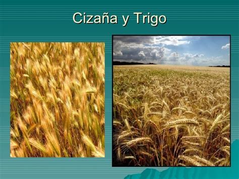 Gráfico comparativo de la cizaña y el trigo en un campo