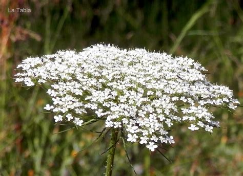 Flor de zanahoria silvestre con punto negro central