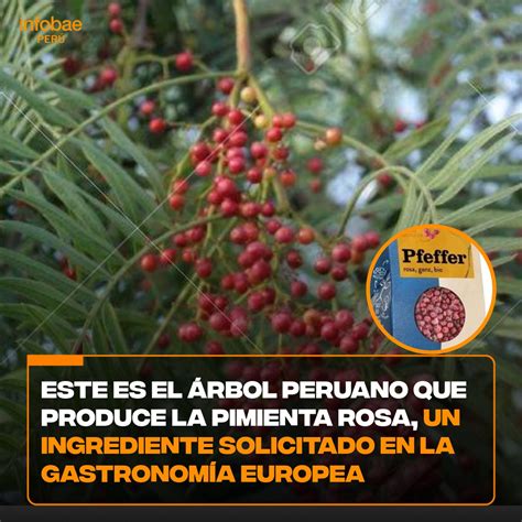 Corteza escamosa del árbol de la pimienta rosa