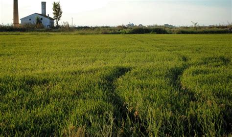 Campos de arroz en Sueca