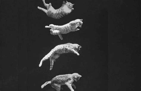 Diagrama de un gato rotando en el aire para caer de pie