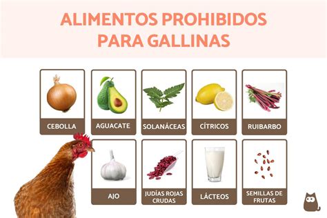 Alimentos prohibidos para gallinas