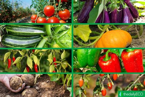 Plantas de solanáceas con frutos maduros