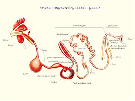 Esquema del sistema digestivo de la gallina