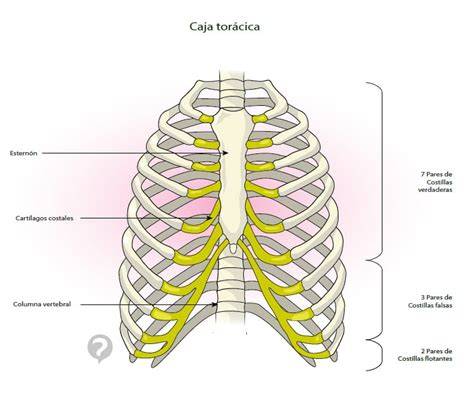 Esquema anatómico de la caja torácica y la articulación costocondral