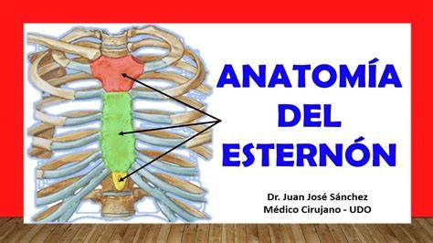 Ilustración de la palpación médica en la zona del esternón