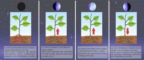 Ciclo lunar y su influencia en el huerto