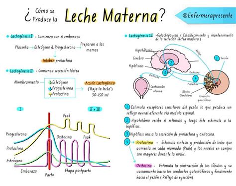 Esquema hormonal de la lactancia materna