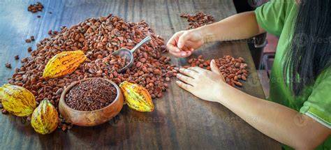 Comparación de un grano de cacao y una tableta de chocolate