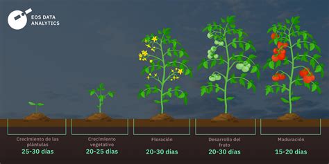 Gráfico de temperatura óptima para el tomate
