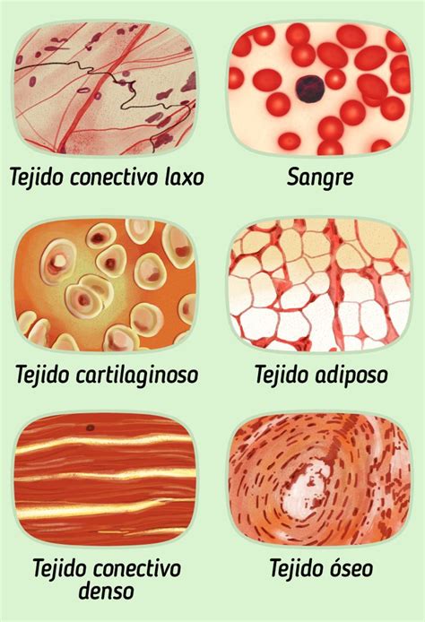 Diferentes tipos de tejidos