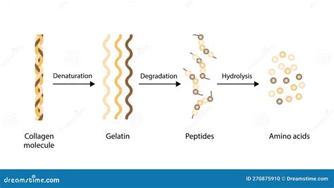 Proceso de desnaturalización del colágeno en la carne