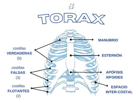 Esquema anatómico del tórax humano mostrando las costillas