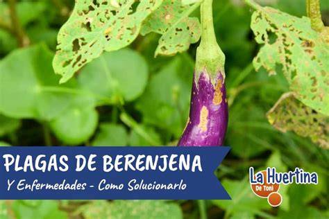 Planta de berenjena afectada por plagas