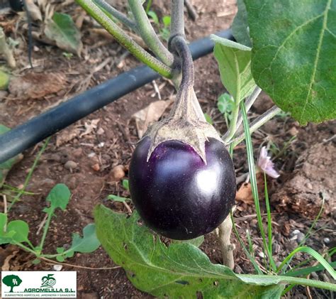 Campos de cultivo de berenjenas bajo el sol