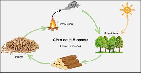 Infografía sobre el ciclo de acumulación de biomasa y riesgo de incendio